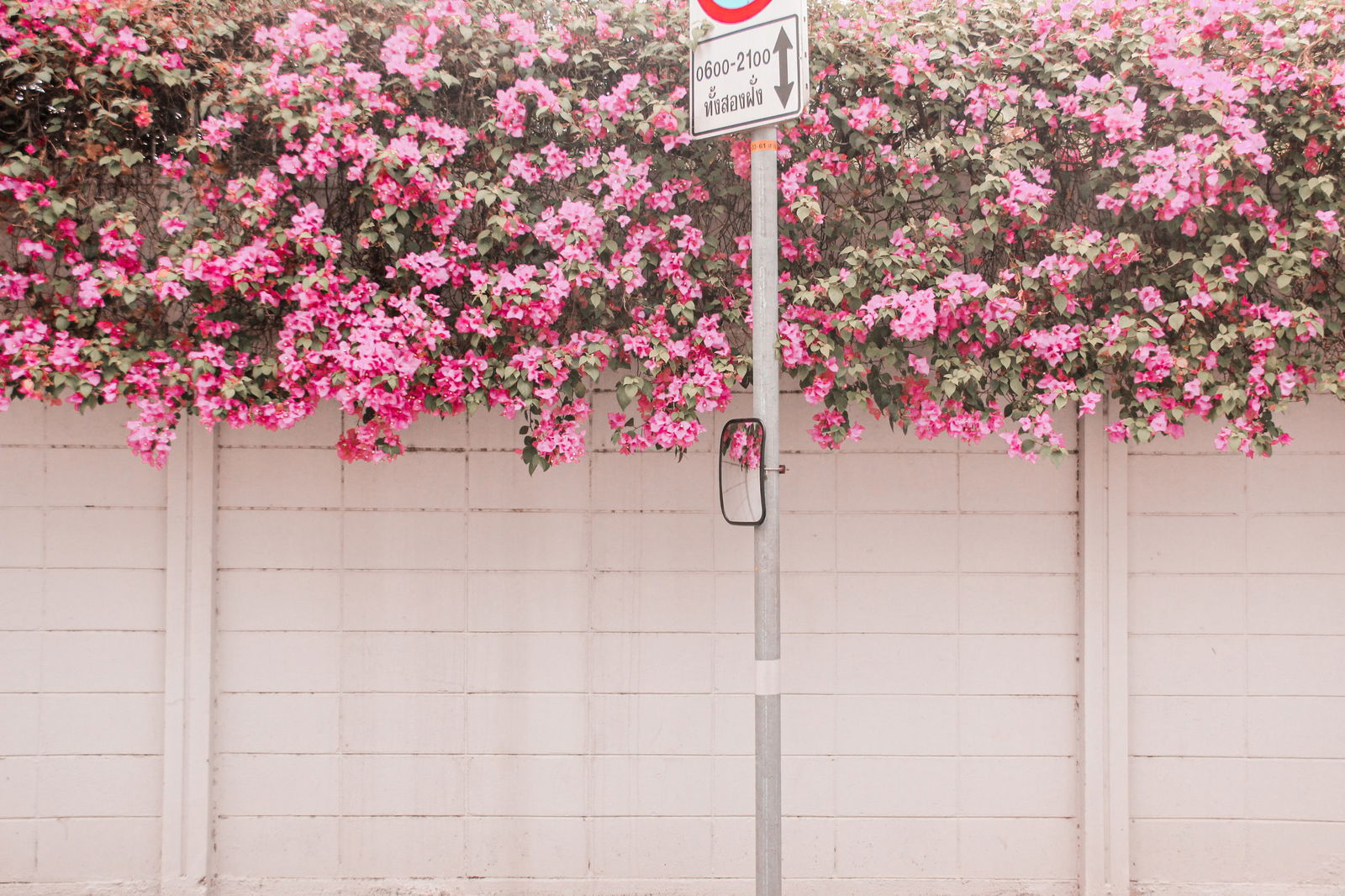 Sign against blooming flowers